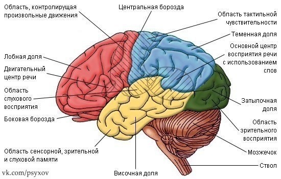 Человеческий мозг – самый сложный и малоизученный орган. Но несколько интересных фактов известны доподлинно.